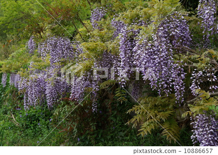 Yamasato的紫藤花 Yamasato的紫藤花 10886657