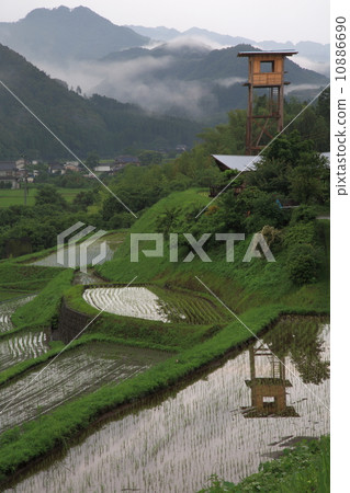 Rice planting in rice terraces Rice planting in rice terraces 10886690