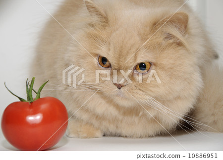 Cat's staring at tomato Cat's staring at tomato 10886951