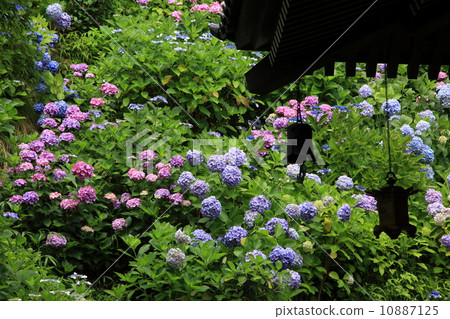 Hydrangea - Kamakura / Hase Temple Hydrangea - Kamakura / Hase Temple 10887125