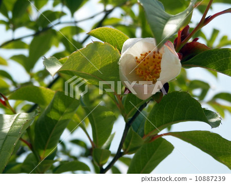 Joakemae (Natsukubaki) 10887239