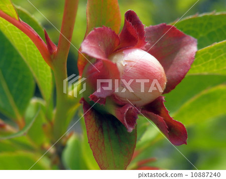 Joakemae (Natsukubaki) 10887240