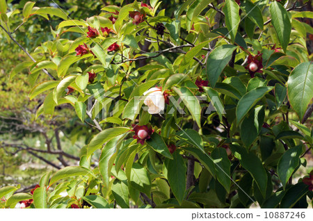 Joakemae (Natsukubaki) 10887246