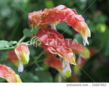 小蝦花 小蝦花 10887802