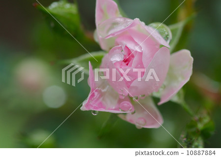 芽 10887884
