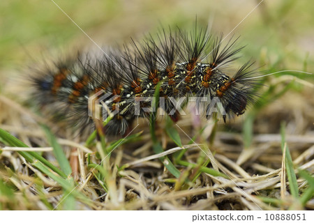 Mulberry insects (caterpillar and male) 10888051