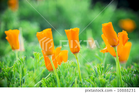 Orange poppy flower in garden 10888231