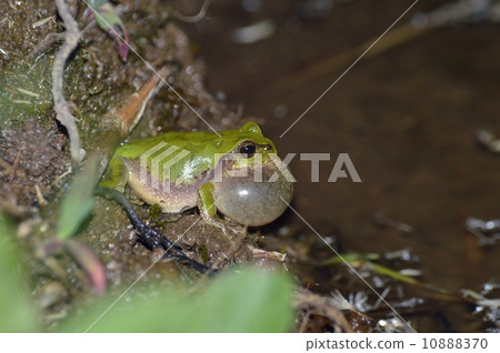 A frog crowning with a meatbrow 10888370