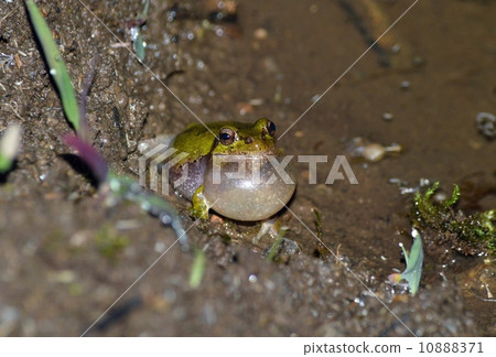 A frog crowning with a meatbrow 10888371