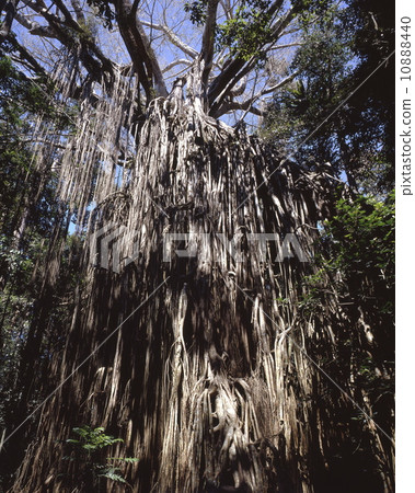 Curtain · Fig · Tree Curtain · Fig · Tree 10888440