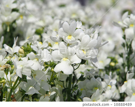 Netherwood Nemesia 10888489