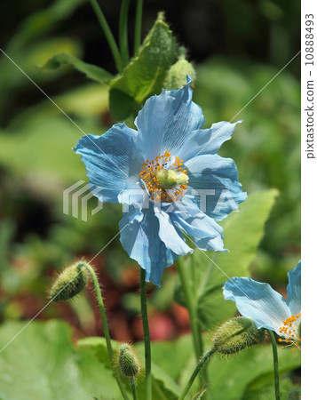 Mekonopushisu 10888493