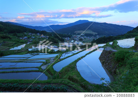 Paddy field of evening scenery Paddy field of evening scenery 10888883