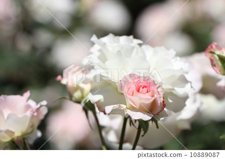 玫瑰（瑪蒂爾達） 10889087