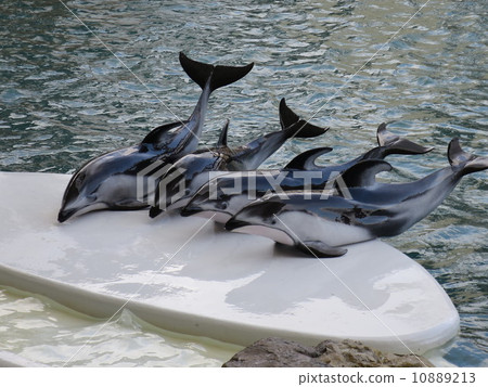 Dolphin 10889213
