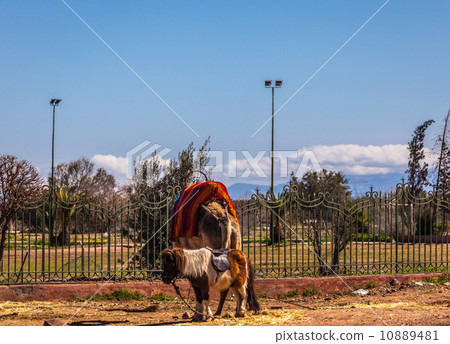 Marrakech 10889481