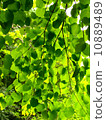 Green Curtain 10889489
