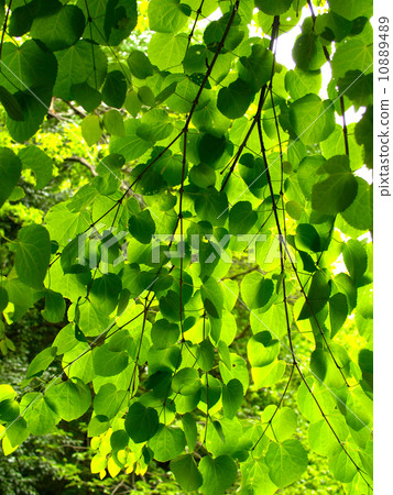 Green Curtain Green Curtain 10889489