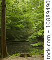 Fresh green and pond 10889490