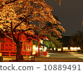 Sakura at night and Asama Taisha 10889491