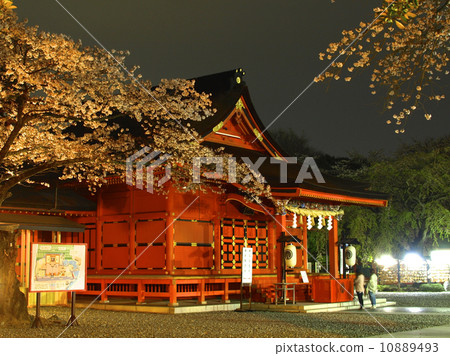 Sakura at night and Asama Shrine 10889493