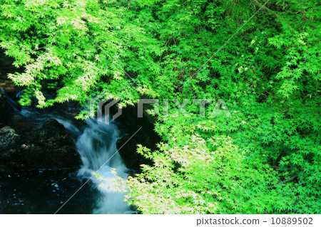 Fresh green and mountain stream 10889502