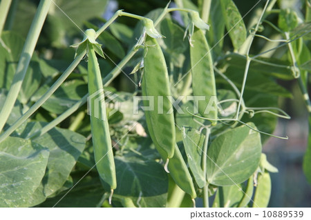 Pepper blossom 10889539