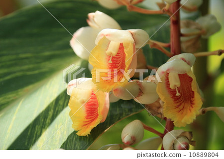 Early summer scenery (Getsuto) 10889804