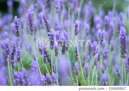 Dentata·薰衣草 10889867