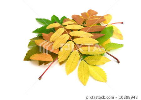 fall leaves of rowan-tree fall leaves of rowan-tree 10889948