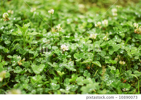 足部植物 足部植物 10890073