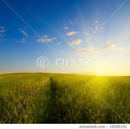 field of grass 10890191