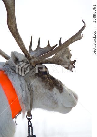 Raindeer from north Raindeer from north 10890361