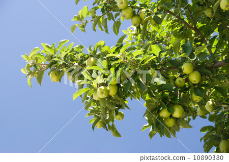 apple tree 10890380