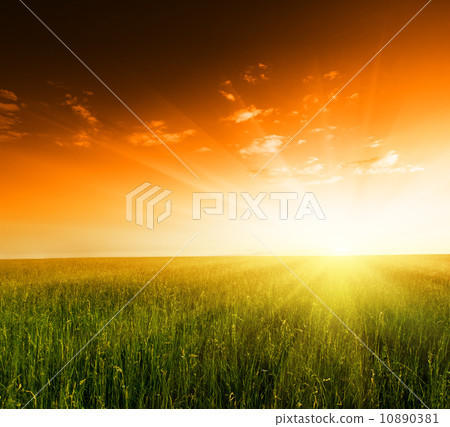 field of grass and sunset field of grass and sunset 10890381