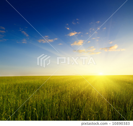 field of grass and sunset field of grass and sunset 10890383