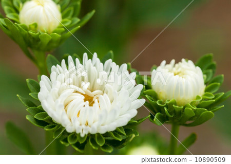 Astor (Ezogiku) 10890509