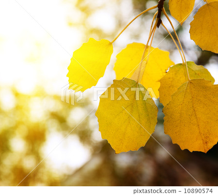 autumn yellow leaves of aspen 10890574