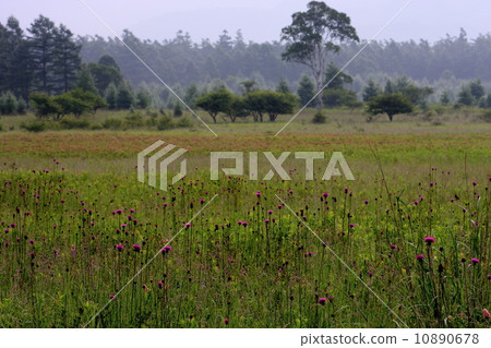 Odashihara·薊的女士和花的樹 10890678