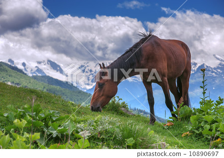 mountain 10890697