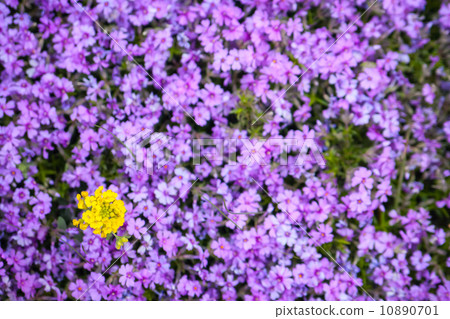 yellow star flower and blur background yellow star flower and blur background 10890701