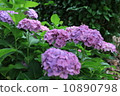 hydrangea   10890798