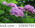 hydrangea   10890799