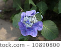 hydrangea   10890800