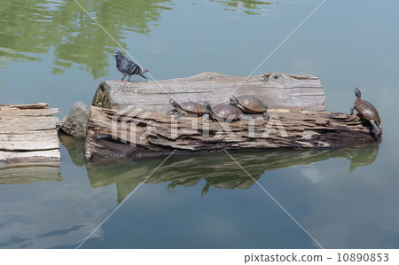 Tortoise and pigeons 10890853