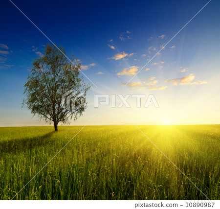 field of grass and sunset field of grass and sunset 10890987