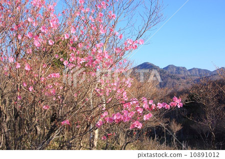 弓的手從山路Musashimaru山脊和明石Yashiro杜鵑花的上部 10891012