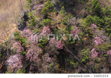 Okinomaru東南山脊的紅尾Akashi-azaleaji岩石牆 10891014