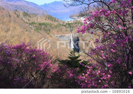 Kegon Waterfall and Akashi Yashiro Azalea (at the Akechi Peninsula) 10891016