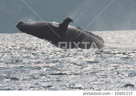 座頭鯨 座頭鯨 10891137